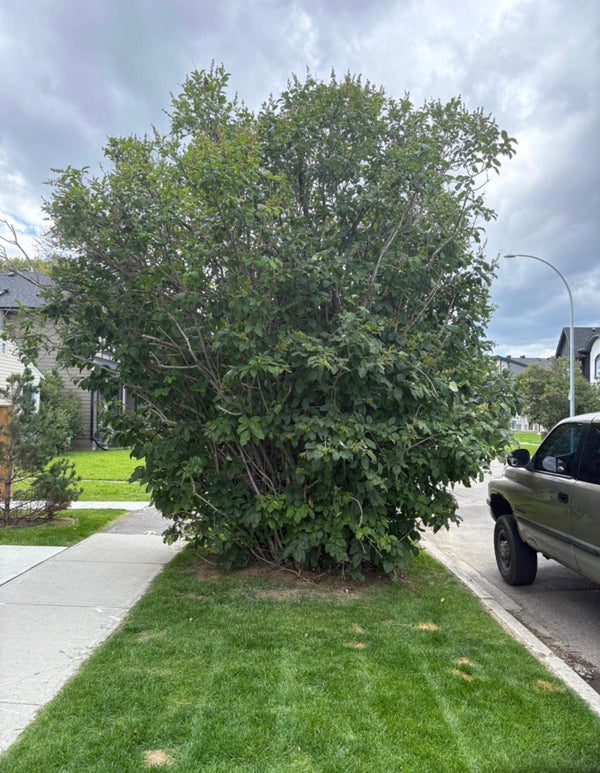 Before - Hedge & Shrub Trimming