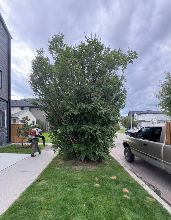 After - Hedge & Shrub Trimming