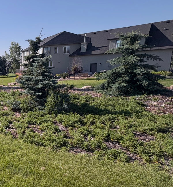 Before - Detailed Hand Weed Removal