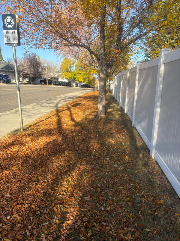 Before - Leaf & Debris Cleanup